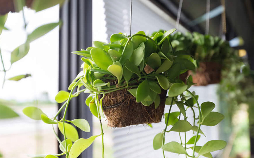 Plants help make your house more beautiful