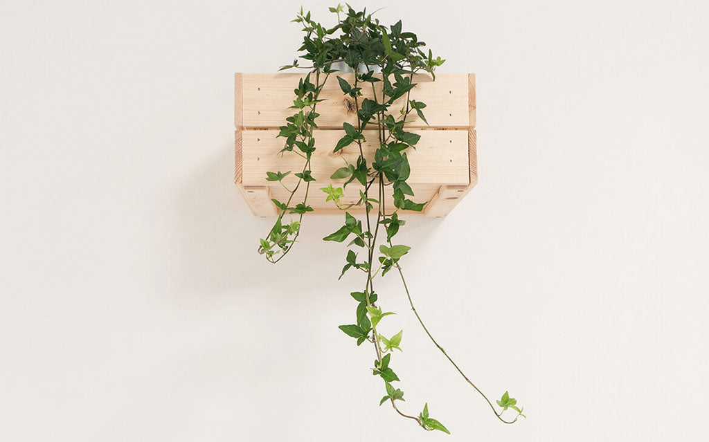 Plants help make your house more beautiful